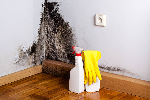 Best DIY Mold Remediation in Franklin, GA